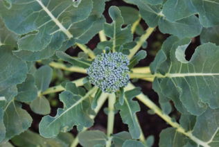 a-close-up-of-a-broccoli-plant-with-lots-of-leaves.jpg a close up of a broccoli plant with lots of leaves