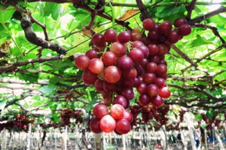 red-round-fruits-on-tree-during-daytime.jpg red round fruits on tree during daytime