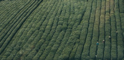 aerial-photography-of-persons-on-plant-field.jpg aerial photography of persons on plant field